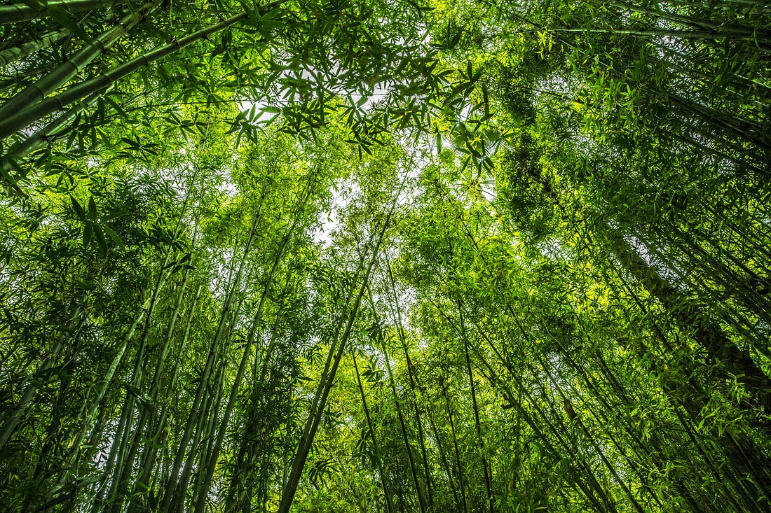 From Bamboo Forests to Your Closet: The Journey of Bamboo Clothing